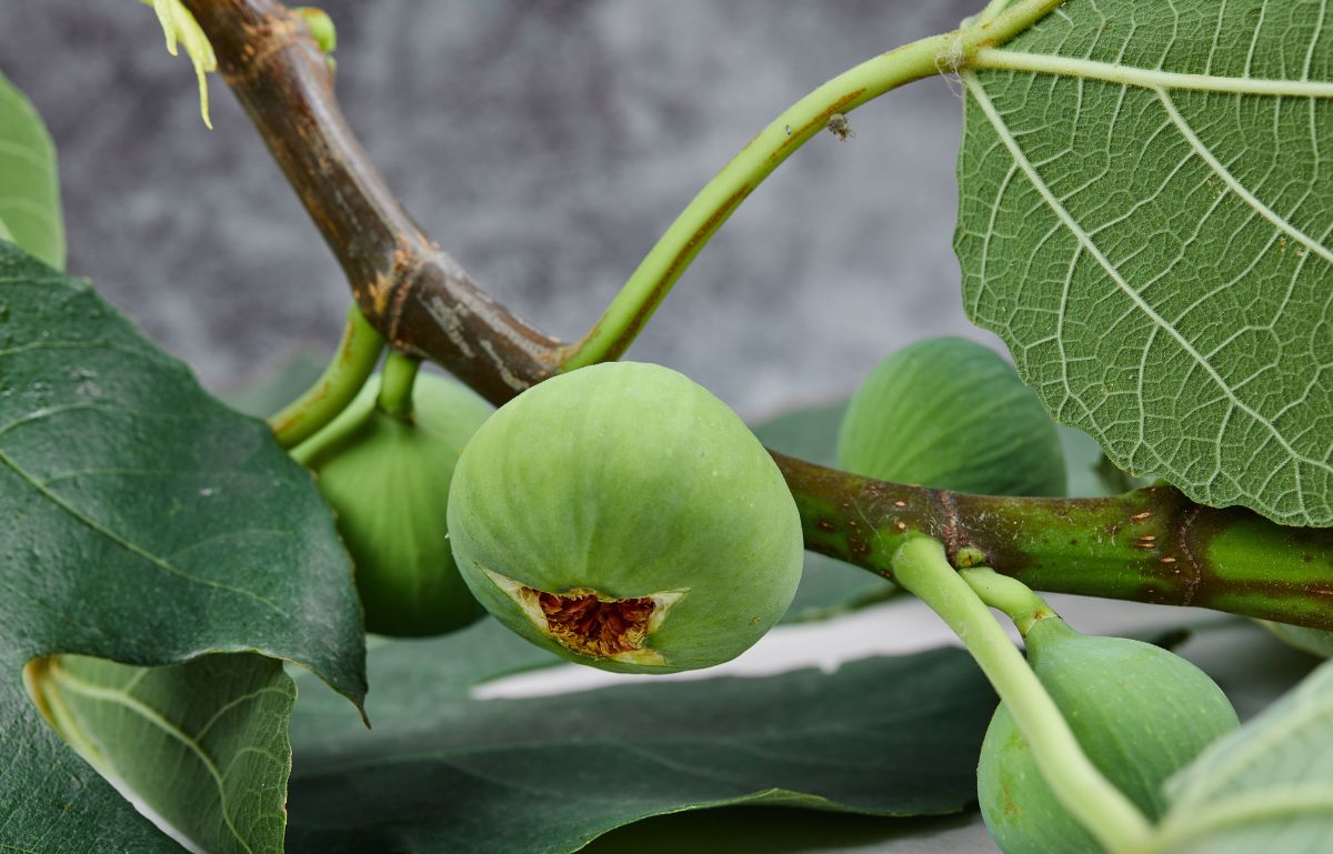 Parable of the Fig Tree